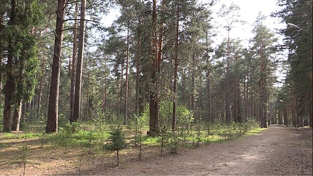 Экологическая акция «Лес Победы» стартует в Дубне 11 мая