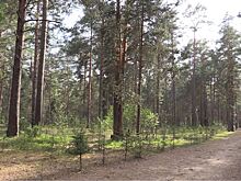 Экологическая акция «Лес Победы» стартует в Дубне 11 мая