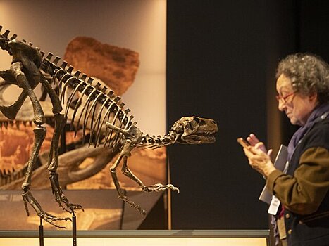 В Южной Америке обнаружили новый вид травоядного динозавра