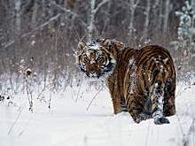 Бродячая тигрица-людоед откусила голову мужчине и была убита