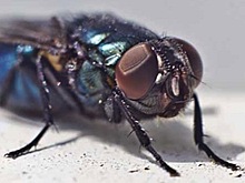 Мухи переносят больше инфекции, чем считали ранее