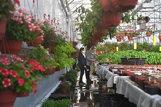 Какие комнатные растения в моде в этом сезоне