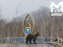 Медведи обнюхали российскую стелу в поисках еды и попали на видео