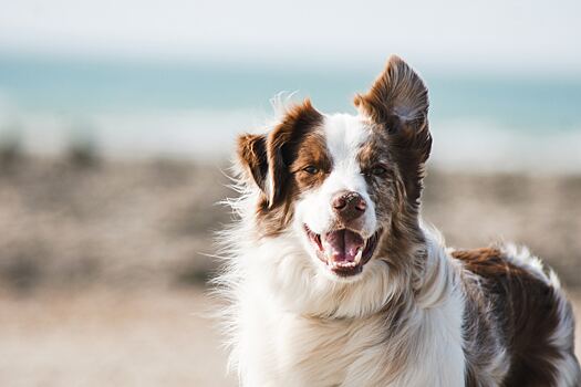 Ученые доказали, что поглаживание собак усиливает иммунитет человека