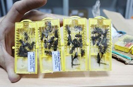 Жителю Челябинска прислали посылку с живыми пчелами
