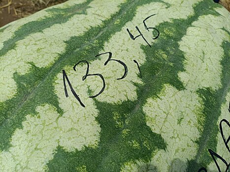 Калужский бахчевод вырастил самый большой арбуз России