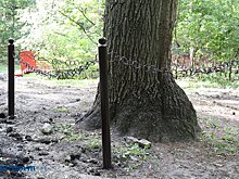 У 300-летнего дуба на Тропе здоровья установят табличку