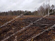 Полицейские пресекли незаконную вырубку леса в Тонкинском районе
