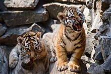 В зоопарке Барнаула впервые родились сразу шесть тигрят