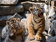 В зоопарке Барнаула впервые родились сразу шесть тигрят