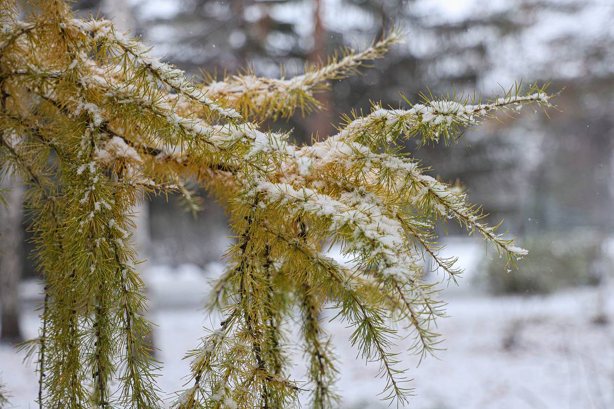 Снег выпал еще в одном российском регионе