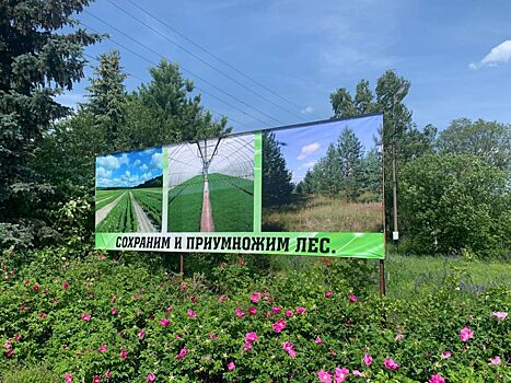 Нижегородские депутаты изучили в Семенове процесс восстановления лесов