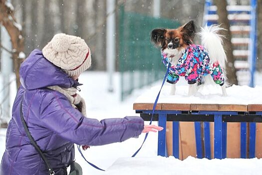 Первый рейд по выгулу собак прошел в Санкт-Петербурге