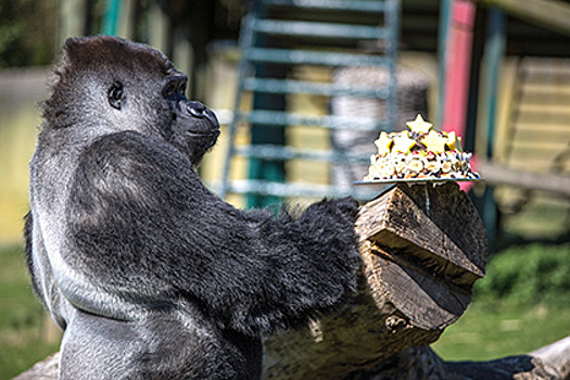 Ученые узнали о музыкальной импровизации горилл во время еды