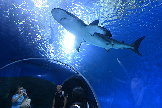Популярный курорт закрыл десятки пляжей из-за нашествия акул