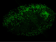 Ученые открыли первое семейство внеклеточных риккетсиеподобных бактерий