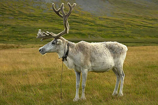 CNN: в Финляндии северные олени гибнут из-за российских волков