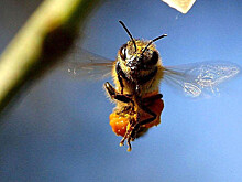 "МК": "Ростелеком" разработал для пчеловодов "Цифровой улей"