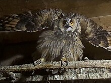 Тверские биологи вылечили ушастую сову и скоро отпустят её в лес