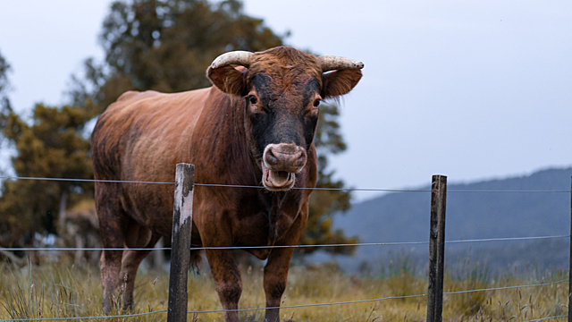 Восточный гороскоп: что ждет знак Быка на работе в 2026 году