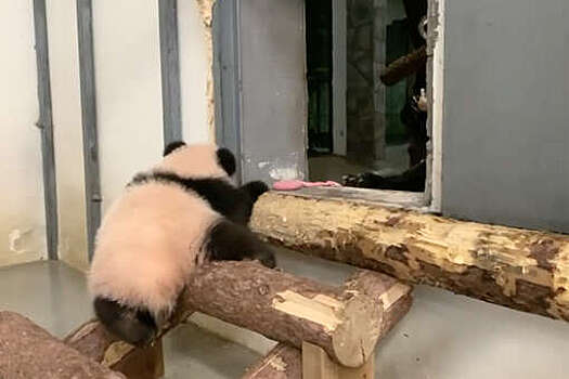 Московский зоопарк показал, как маленькая панда Катюша спит с мамой Диндин