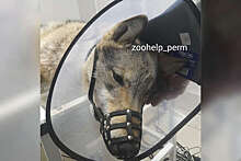 В Пермском крае волонтеры спасли сбитого волка, которого приняли за собаку