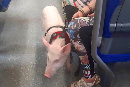 В метро пожаловались на свинью без намордника