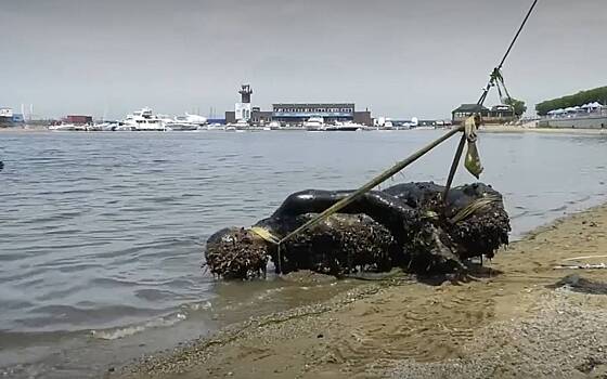 В российском городе со дна Японского моря достали русалку