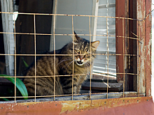 Кошка попала в тюрьму