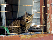 Кошка попала в тюрьму