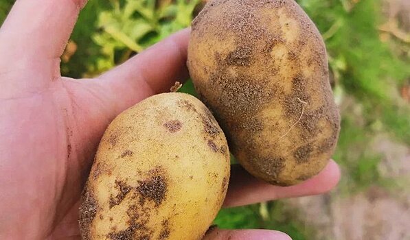 Популярные сорта раннего картофеля в Ставропольском крае