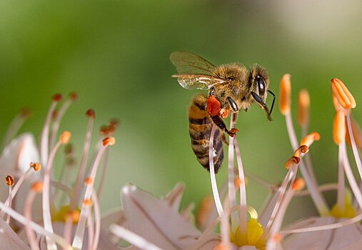 Мастер-класс и экскурсия для пчеловодов пройдёт в Битцевском лесу