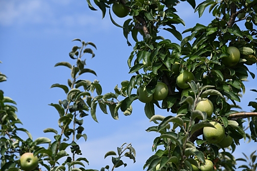 Как справиться с розетками на яблоне