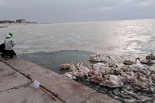 Неравнодушные жители спасают диких лебедей в Приморско-Ахтарске