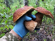 Ученый-биолог рассказал о видах на урожай грибов в Карелии в этом сезоне