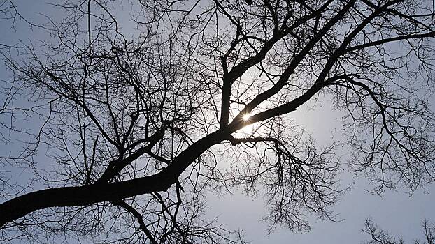 Рабочие в челябинском ЖК повалили дерево на машины, чтобы оно не упало на машины