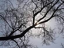 Рабочие в челябинском ЖК повалили дерево на машины, чтобы оно не упало на машины