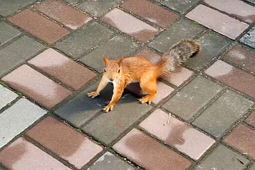 Четыре белки нападают на посетителей зоопарка в Омске в поисках еды