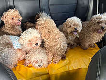 Mothership: в Сингапуре арестовали женщину, державшую в доме 79 собак