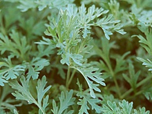 Ученые доказали эффективность экстракта полыни против COVID