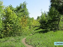 Дьяковский лес в Краснокутском районе хотят перевести под особую защиту