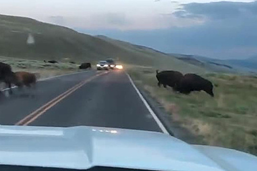 Дерущиеся бизоны преградили дорогу автомобилистам и попали на видео