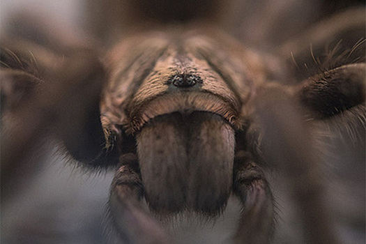 Бабушка случайно подала внукам ягоды с ядовитым пауком