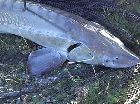 Ученый: браконьеры убивают рыбный промысел на Каспии