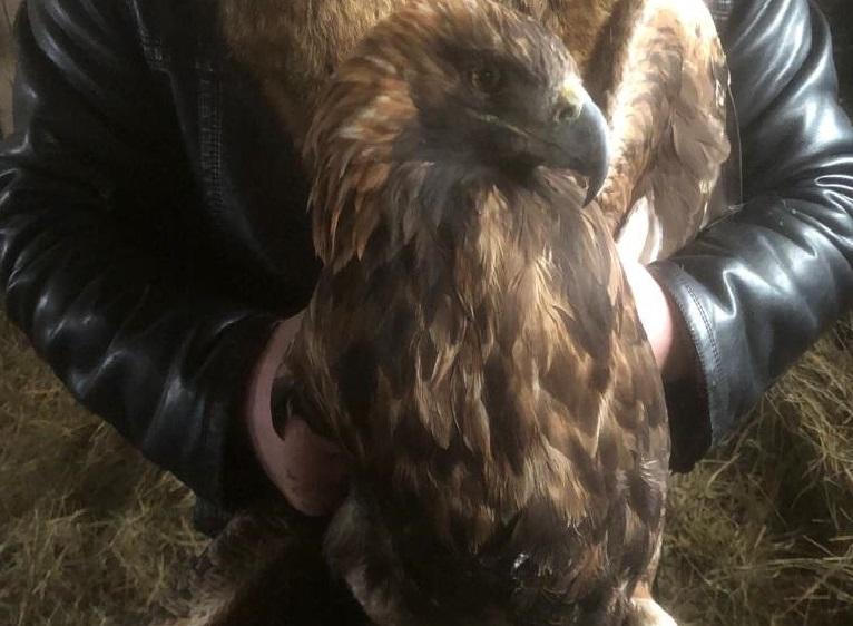 В Новосибирске спасли раненого краснокнижного орла-могильника