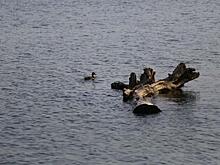 «Это сразу губит все живое»: последствия выброса канализации в Обское море в Новосибирске