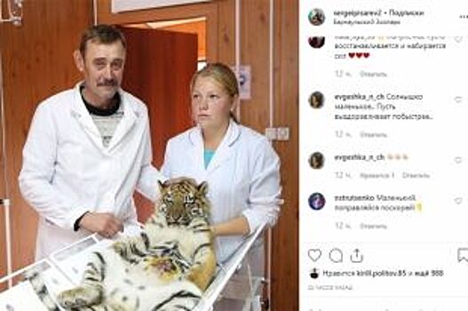 Тигренку из барнаульского зоопарка сделали операцию