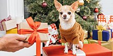 Собака лучше айфона: реакции детей на четвероногих друзей в подарок на Новый год