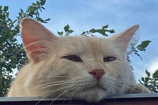 Мужчина взял больничный из-за смерти домашнего питомца и отсудил 40 тысяч евро за увольнение