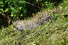 Пропавшего в РСО леопарда Эльбруса могут разыскать при помощи фотоловушек